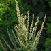 Artemisia - Photo (c) Matt Osborne,  זכויות יוצרים חלקיות (CC BY-NC), uploaded by Matt Osborne