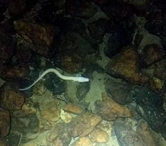 Proteus anguinus anguinus