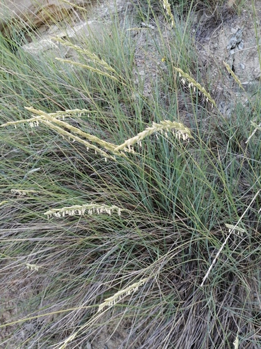 žitniak hrebenitý (Agropyron cristatum)