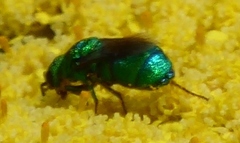 Ceratochrysis