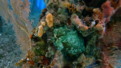 Lophiocharon lithinostomus