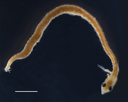 Infantfishes (Family Schindleriidae) · iNaturalist