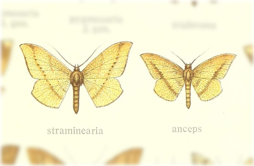Zanclopera straminearia