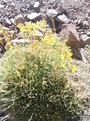 Calceolaria pinifolia