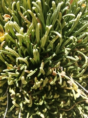 Calceolaria pinifolia