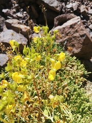 Calceolaria pinifolia