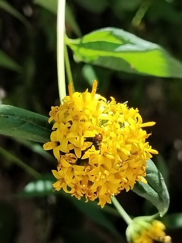 Image of Lagascea decipiens by no rights reserved