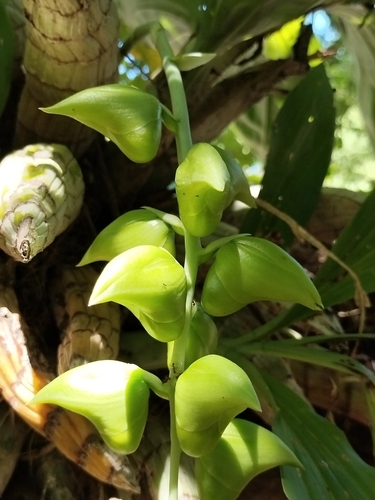 Catasetum pendulum, photograph 2