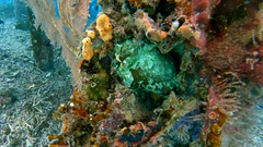 Lophiocharon lithinostomus