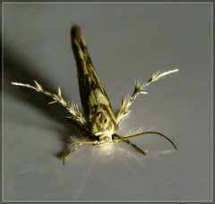 Stathmopoda plumbiflua