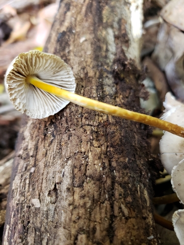 Mycena inclinata
