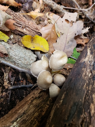 Mycena inclinata (Photo 2 of 4)