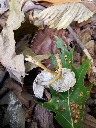 Mycena inclinata (Photo 3 of 4)