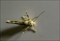 Stathmopoda plumbiflua