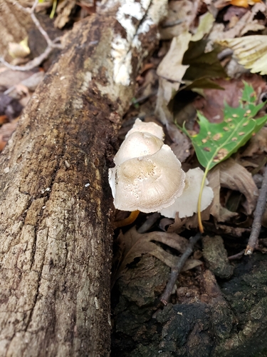 Mycena inclinata (Photo 4 of 4)