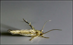 Stathmopoda plumbiflua