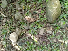 Carabus nankotaizanus