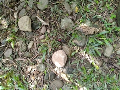 Carabus nankotaizanus