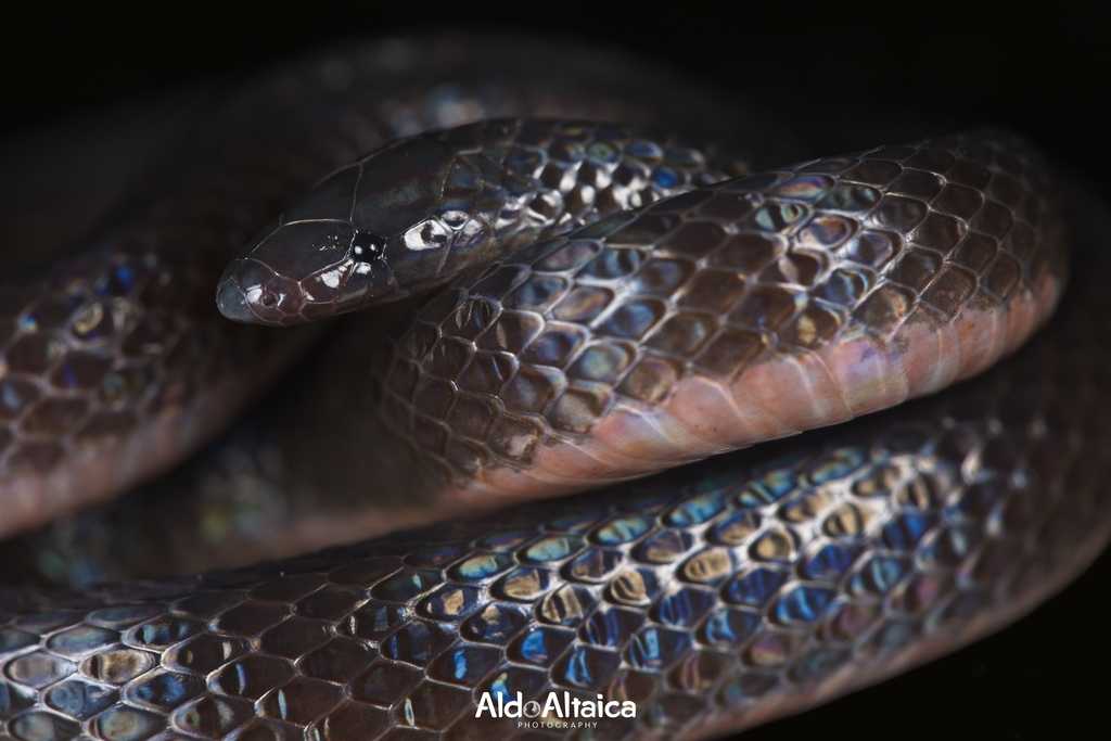 Sierra Mije Earth Snake