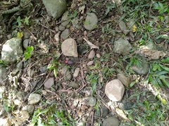 Carabus nankotaizanus