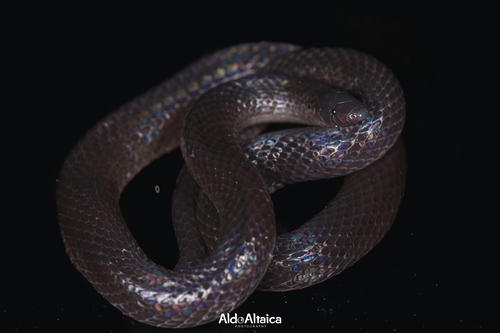 Sierra Mije Earth Snake
