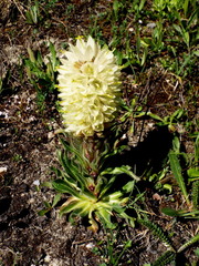 Campanula thyrsoides