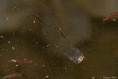 Copula