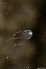 Copula