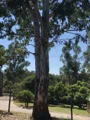 Eucalyptus camaldulensis