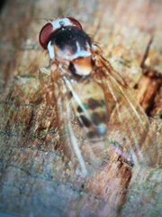 Leucophenga maculata