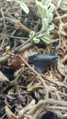 Xerarionta intercisa