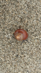 Xerarionta intercisa