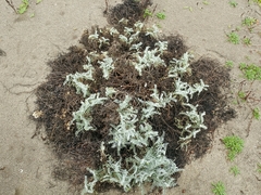 Astragalus miguelensis