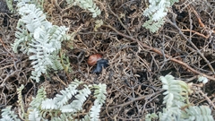 Astragalus miguelensis