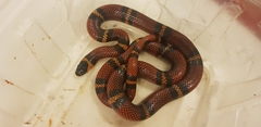 Lampropeltis