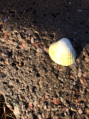 Cerastoderma edule
