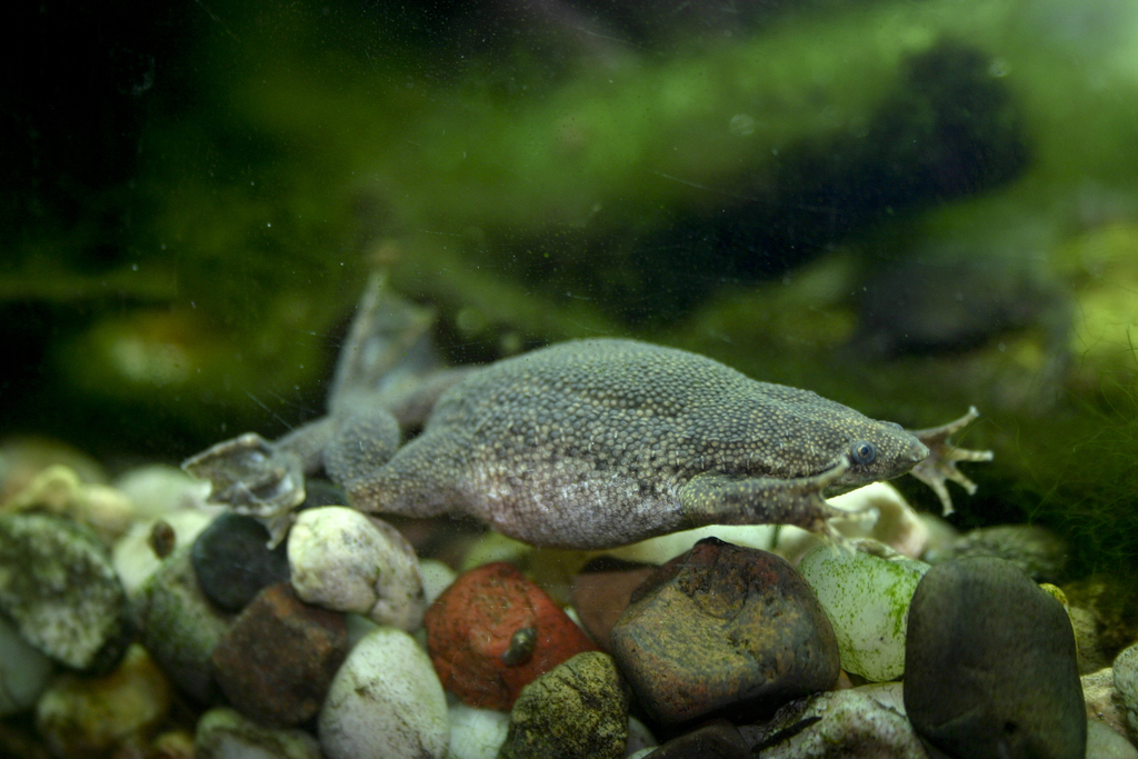 Sabana Surinam Toad