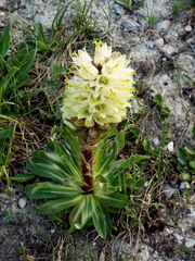 Campanula thyrsoides