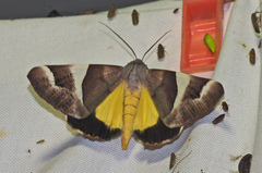 Niceteria macrocosma