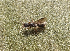 Amblyopone australis