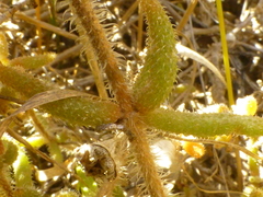 Drosanthemum hispifolium