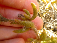 Drosanthemum hispifolium