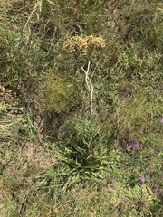 Helichrysum nudifolium
