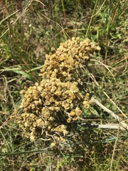 Helichrysum nudifolium