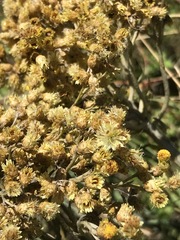 Helichrysum nudifolium