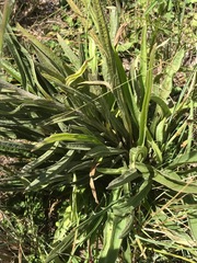 Helichrysum nudifolium
