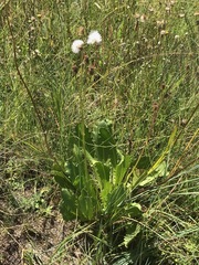 Senecio erubescens crepidifolius