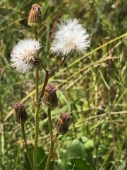 Senecio erubescens crepidifolius