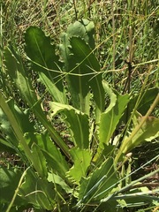 Senecio erubescens crepidifolius