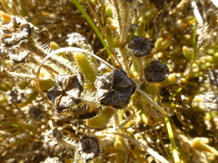 Drosanthemum hispifolium